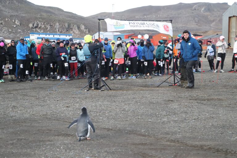 A penguin inspecting runners during the Antarctica Marathon