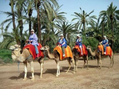 Group riding camels on the Half Day Menara Secret Gardens with Camel Ride, extension option for the Marrakech Marathon 2025 package