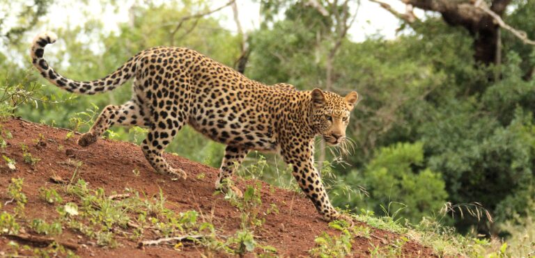 Leopard spotted at the Thanda Private Game Reserve, extension for the Comrades Marathon 2025